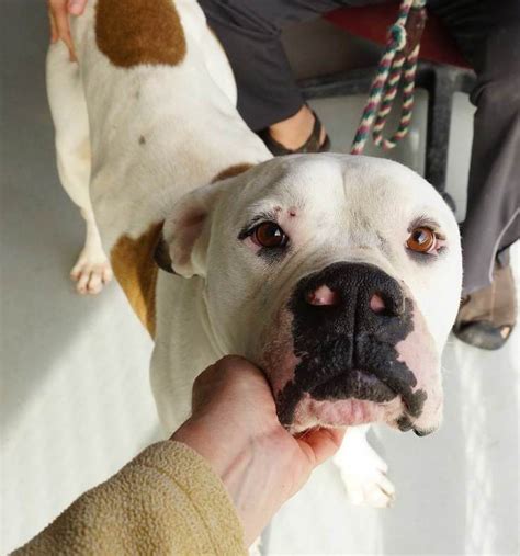 Animal Shelter Adoptables, Hancock County, Mississippi - The Shoofly ...