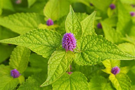 How to Grow and Care for Anise Hyssop Flowers | Gardener's Path