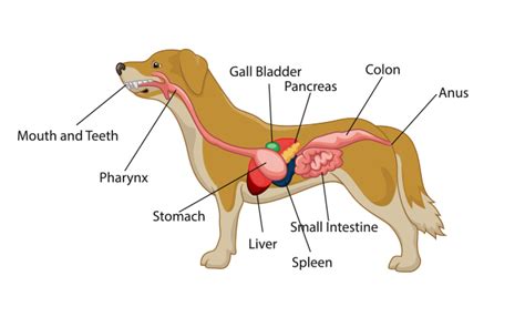 Pancreatitis in dogs — Albert Park Vet