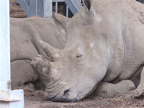 Southern White Rhinoceros - ZooChat