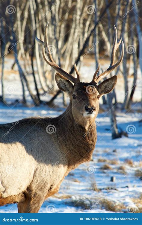 Deer. Wild Animals of Kazakhstan. Stock Photo - Image of large ...