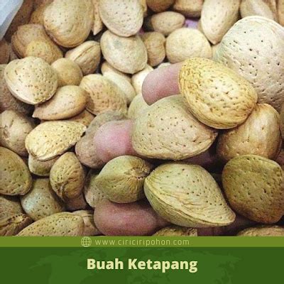 Keunikan Buah Pohon Ketapang yang Berwarna Kuning - Ciriciripohon.com