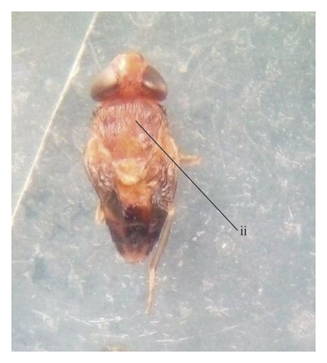 Pupae (a) (i) and adult tumbu fly (b) (ii) of Cordylobia anthropophaga... | Download Scientific ...