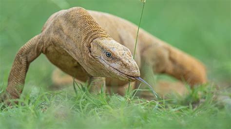 Bengal monitor lizard