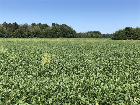 Dicamba-Resistant Waterhemp Confirmed in Tennessee | UT Crops News