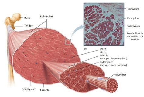 -Structural organization of the skeletal muscle as a bundle within a... | Download Scientific ...