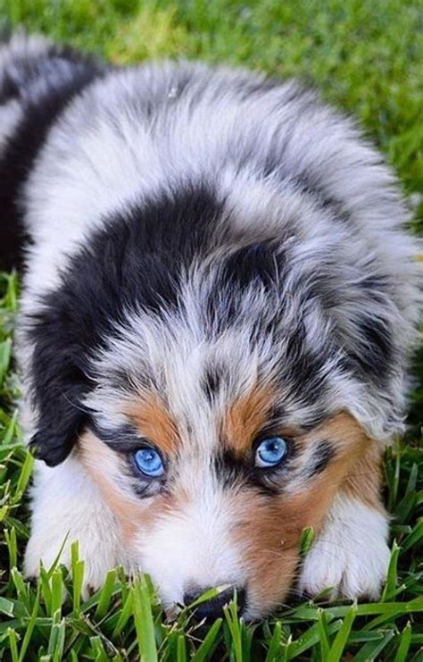 Gibt es was süßeres als Hunde mit blauen Augen?! 😍 - Ischhh - #als # ...