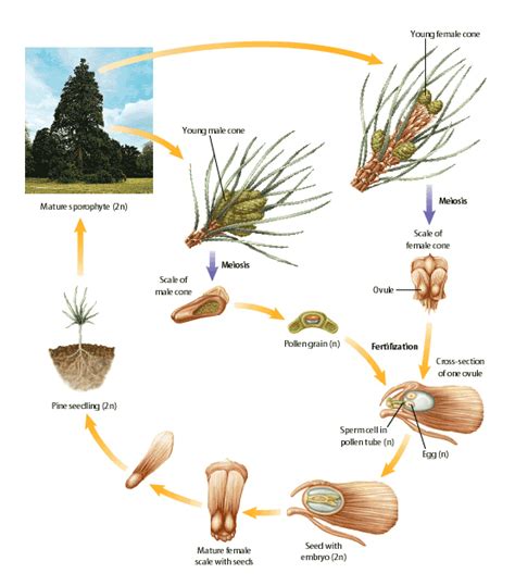 How do angiosperm seeds differ from gymnosperm seeds? | Socratic