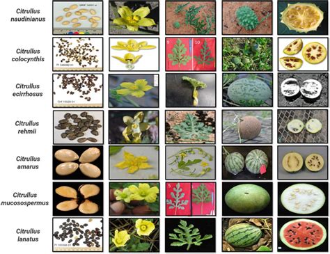 Morphological features of various species in Citrullus genus | Download Scientific Diagram