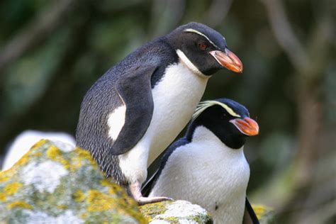 AA Bird Photography/penguins/SNARES CRESTED PENGUIN