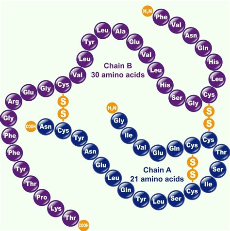 Seven Days per Week: STPM Biology Biological Molecules (Part 15)