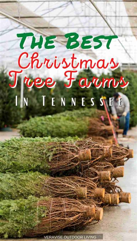 6 Best Christmas Tree Farms In Tennessee