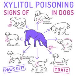 Signs of xylitol poisoning in dogs editable Vector Image