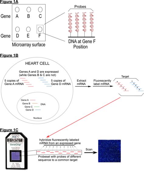 Detecting Differential Gene Expression Using Affymetrix Microarrays « The Mathematica Journal