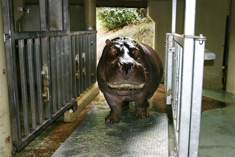 Meet all these interesting animals at the Woodland Park Zoo (PHOTOS) | BOOMSbeat