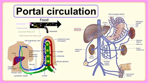 Systemic Circulation Animation