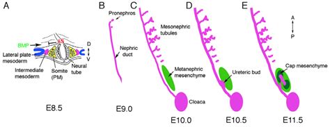 The intermediate mesoderm: its origin and derivatives. In amniotes, the ...