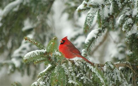 🔥 [74+] Cardinals in Winter Desktop Wallpapers | WallpaperSafari