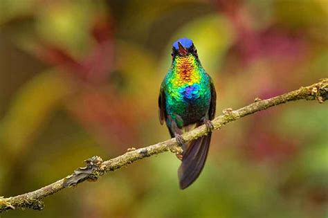 22 Of The World’s Most Colourful Birds | Bird Spot