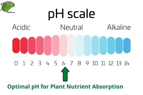 How To Change Soil pH: What to use and Monitor Explained - Flourishing ...