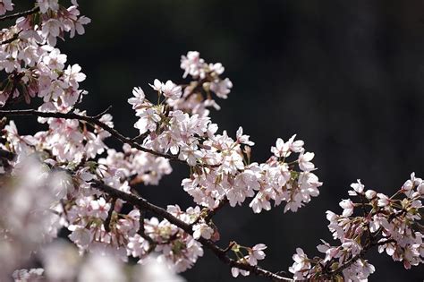 5 Best Places to See Cherry Blossom in Yokohama | Kyuhoshi