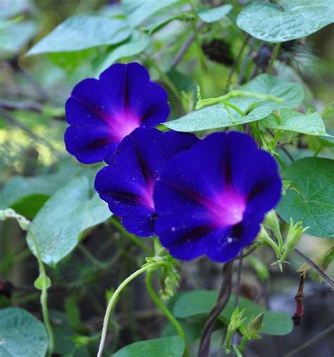 Nick and start my morning glory seeds early, since these beauties will actually grow for me. Add ...