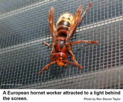 European Hornet in the Landscape | NC State Extension Publications