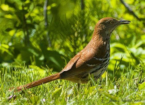 Georgia State Bird | Brown Thrasher