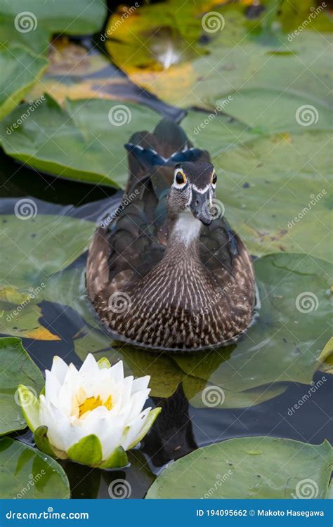 A Female Wood Duck Swimming beside a Lotus Flower. Stock Photo - Image ...