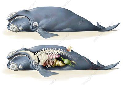 Whale anatomy - Stock Image - C008/7469 - Science Photo Library