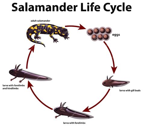 Free Vector | Diagram showing life cycle of salamander