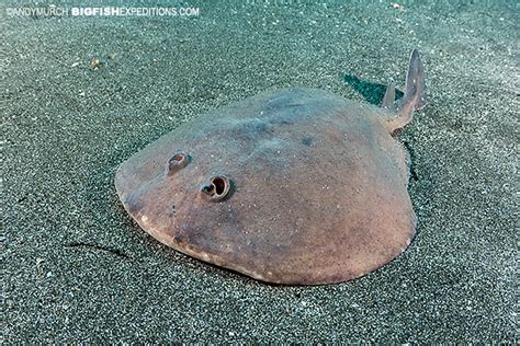 Shark diving in Japan! Dive with Japanese Sharks and Rays. | Big Fish Expeditions