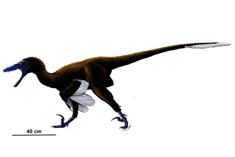 Acheroraptor Pictures & Facts - The Dinosaur Database