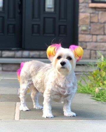 10 Best Morkie Haircuts With Pictures! (2024 Updated)