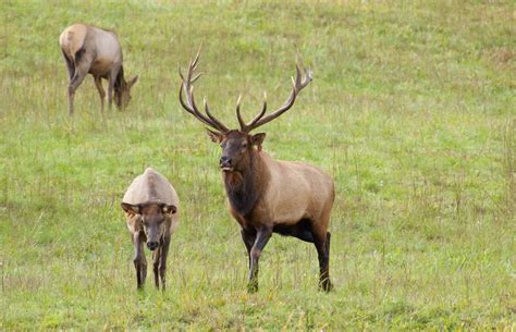 National Park Service Warns Visitors of Unpredictable Wildlife Behavior ...