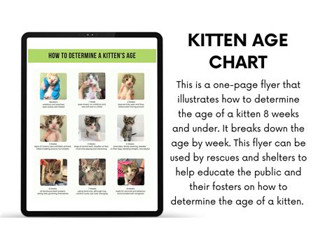 Kitten Age Chart how to Determine the Age of a Kitten for - Etsy