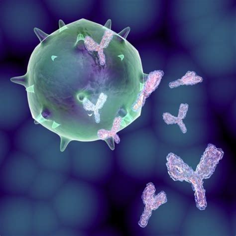 IgM (Immunoglobulin M) Antibodies: Blood Test & Levels - SelfHacked