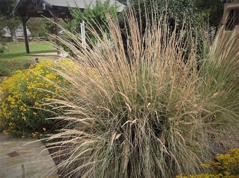 GARDENING WITH DEER-RESISTANT ORNAMENTAL GRASSES