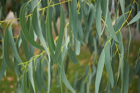 Growing a Small Eucalyptus Tree + Dwarf Eucalyptus Varieties | Ultimate ...