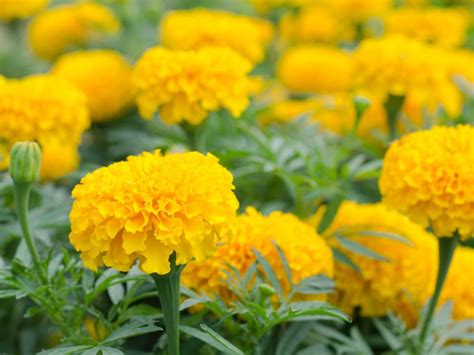 Tips & Information about Marigold - Gardening Know How