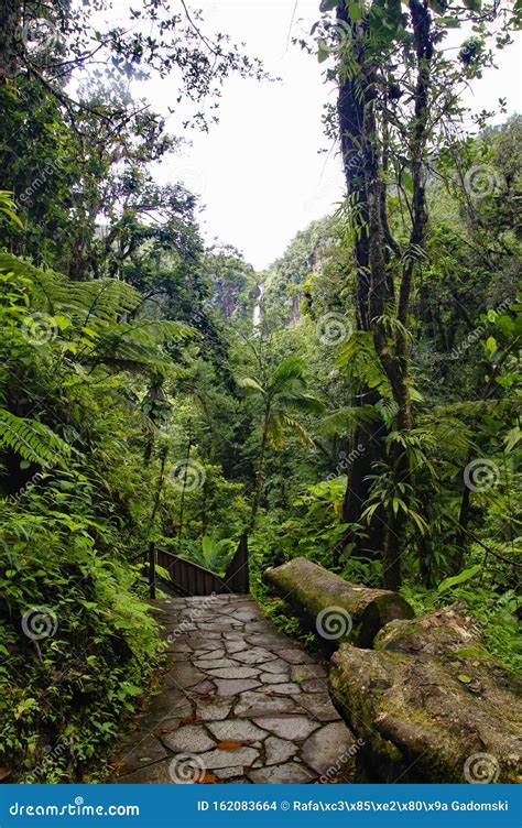 A Stone Trail Leading To Chute Du Carbet Waterfalls Group Inside a Tropical Forest Located in ...