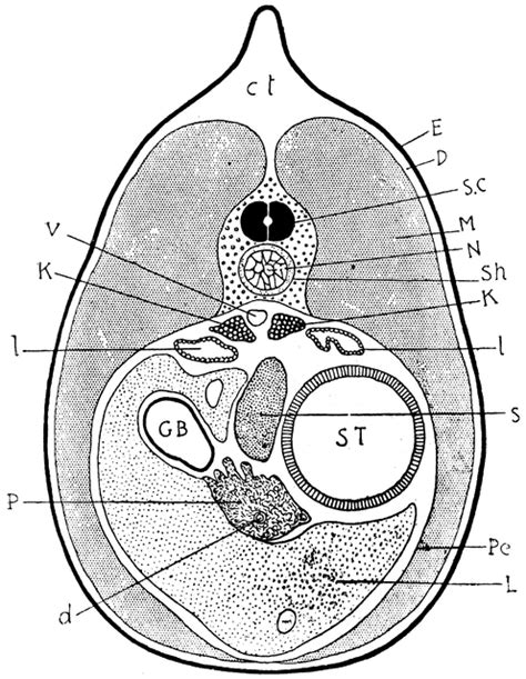 Newt Anatomy | ClipArt ETC