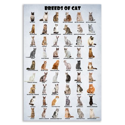 Types Of Cats | tunersread.com