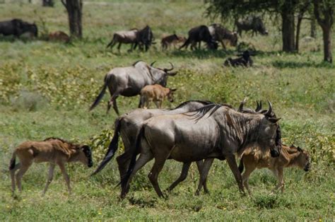 Best Time for Wildebeest Calving in Serengeti, Tanzania 2024 - Rove.me