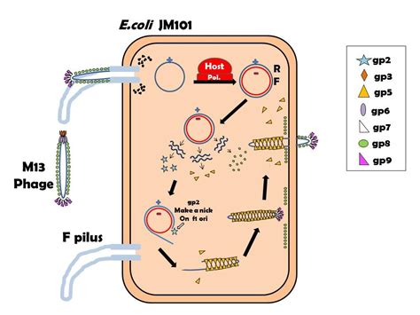 Team:TCU Taiwan/M13Phage - 2014.igem.org