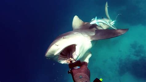 Woman Killed by Shark While Snorkeling on Vacation | Inside Edition