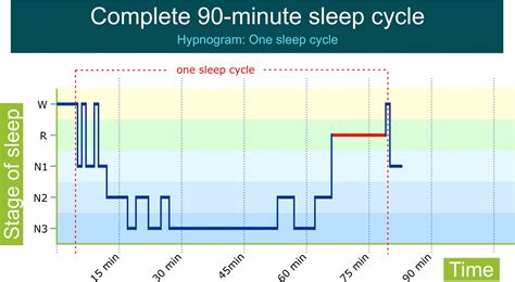 Stages Of Sleep