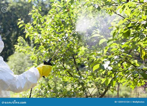 Farmer Spraying Toxic Pesticides or Insecticides in an Orchard Stock Photo - Image of fruit ...