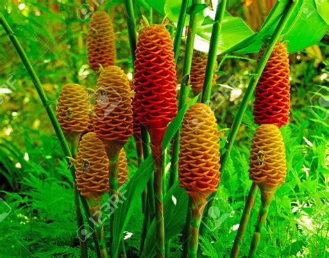 Ginger Plants In The Rainforest In Hawaii Stock Photo, Picture And ...