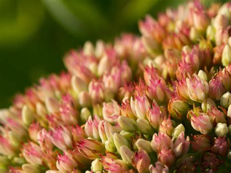 Growing Stonecrops: Learn More About Stonecrop Perennials